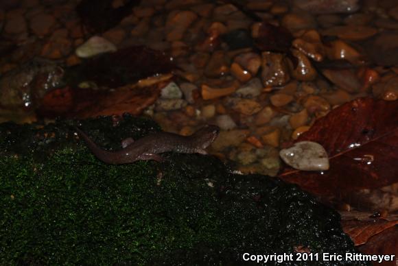 Southern Dusky Salamander (Desmognathus auriculatus)