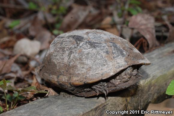 Mississippi Mud Turtle (Kinosternon subrubrum hippocrepis)