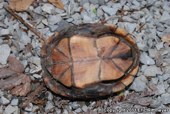 Mississippi Mud Turtle (Kinosternon subrubrum hippocrepis)