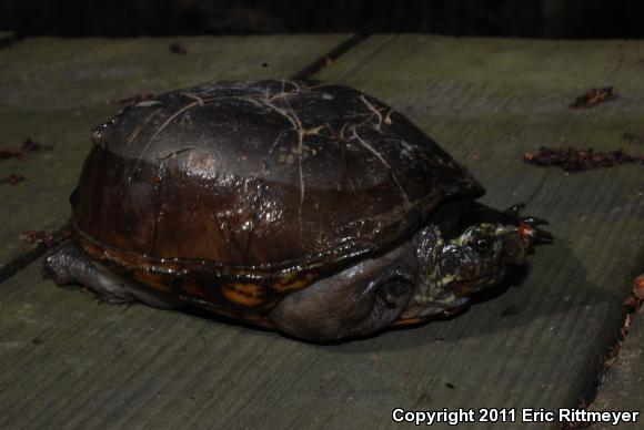 Mississippi Mud Turtle (Kinosternon subrubrum hippocrepis)