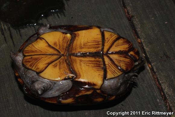 Mississippi Mud Turtle (Kinosternon subrubrum hippocrepis)