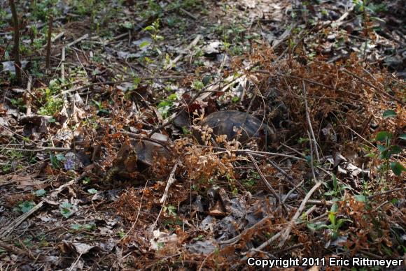 Eastern Box Turtle (Terrapene carolina)