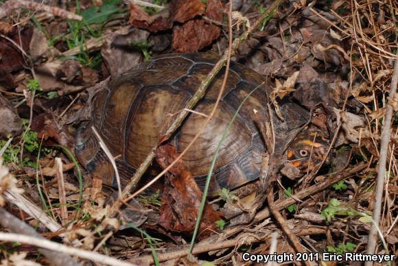 Eastern Box Turtle (Terrapene carolina)