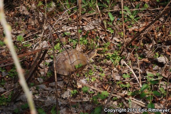 Eastern Box Turtle (Terrapene carolina)