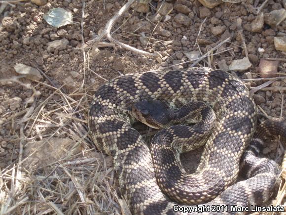 Southern Pacific Rattlesnake (Crotalus oreganus helleri)