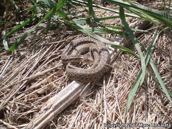 San Diego Gopher Snake (Pituophis catenifer annectens)