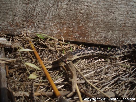 San Diego Gopher Snake (Pituophis catenifer annectens)