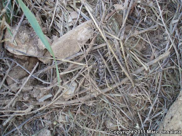 San Diego Alligator Lizard (Elgaria multicarinata webbii)