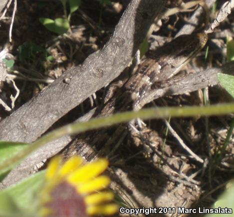 San Diego Alligator Lizard (Elgaria multicarinata webbii)