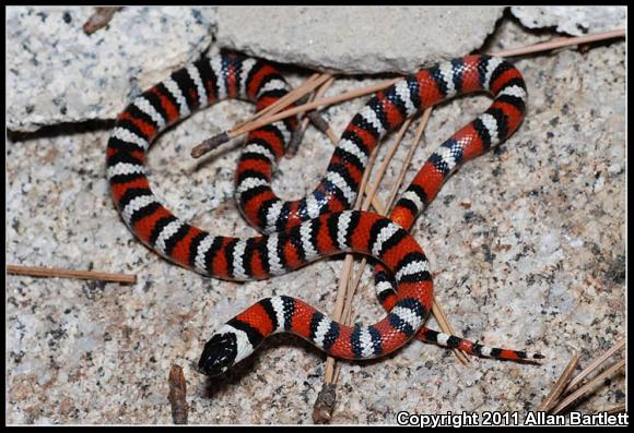 San Bernardino Mountain Kingsnake (Lampropeltis zonata parvirubra)