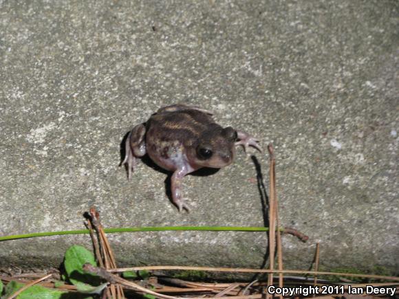 Eastern Spadefoot (Scaphiopus holbrookii)