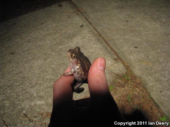 Eastern Spadefoot (Scaphiopus holbrookii)