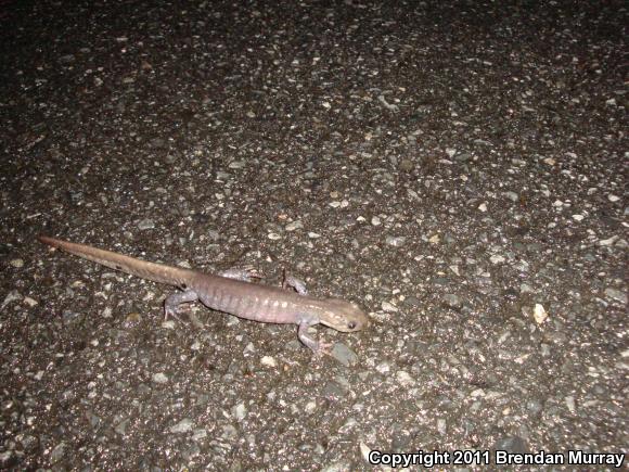 Jefferson Salamander (Ambystoma jeffersonianum)