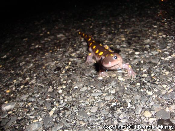 Spotted Salamander (Ambystoma maculatum)