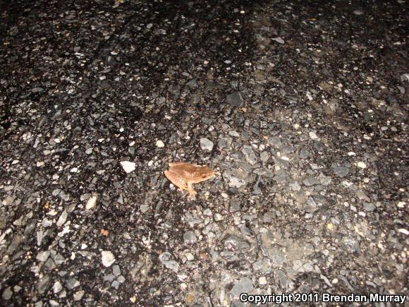 Spring Peeper (Pseudacris crucifer)