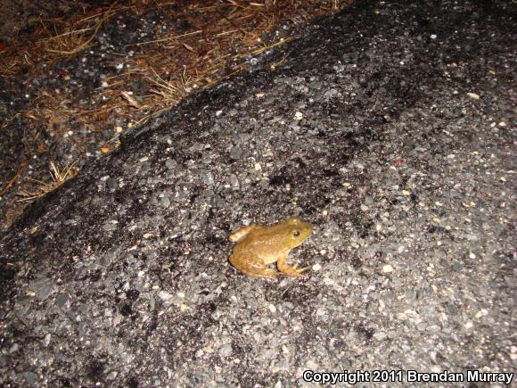 American Bullfrog (Lithobates catesbeianus)