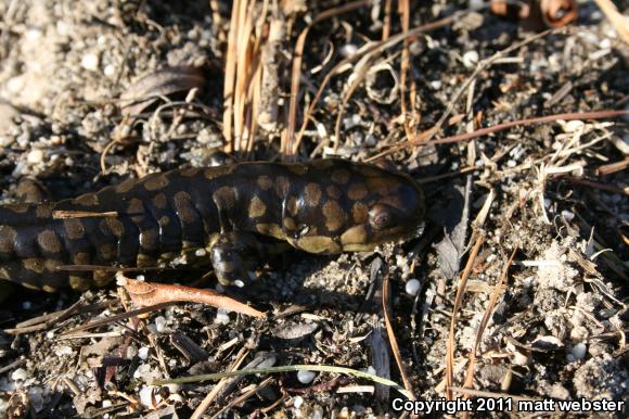 Eastern Tiger Salamander (Ambystoma tigrinum)