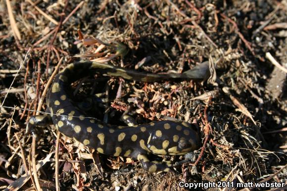 Eastern Tiger Salamander (Ambystoma tigrinum)