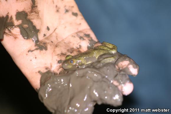 American Bullfrog (Lithobates catesbeianus)