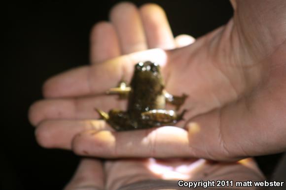 American Bullfrog (Lithobates catesbeianus)