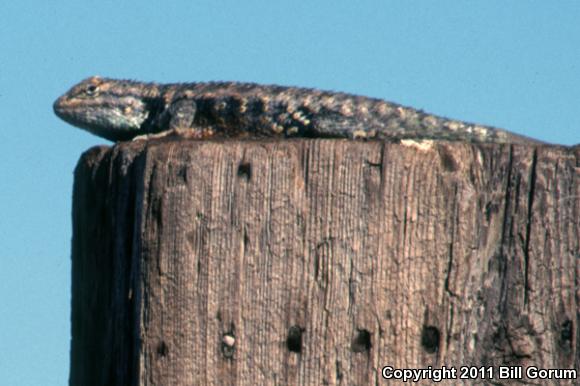 Twin-spotted Spiny Lizard (Sceloporus bimaculosus)