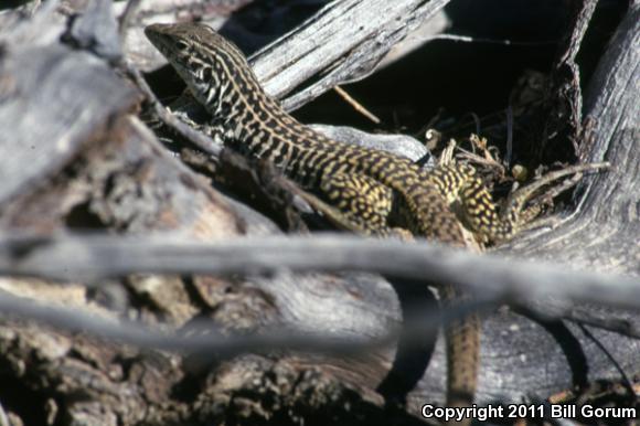 Common Checkered Whiptail (Aspidoscelis tesselata)