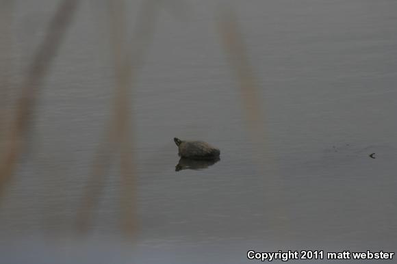 Eastern Painted Turtle (Chrysemys picta picta)