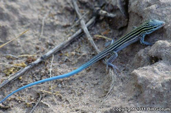 Plains Striped Whiptail (Aspidoscelis inornata llanuras)