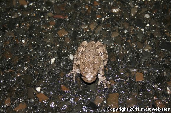 Gray Treefrog (Hyla versicolor)