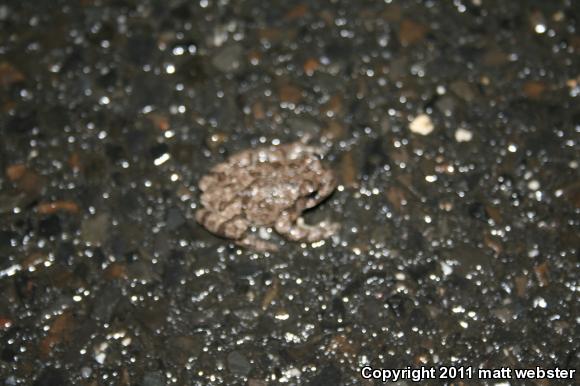 Gray Treefrog (Hyla versicolor)