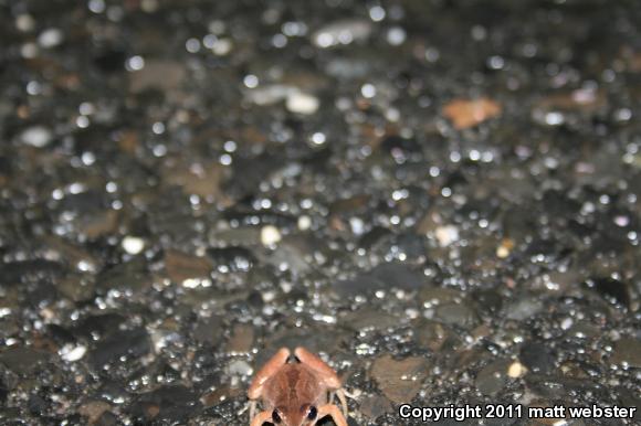 New Jersey Chorus Frog (Pseudacris kalmi)