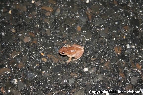 Spring Peeper (Pseudacris crucifer)