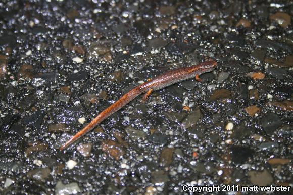 Four-toed Salamander (Hemidactylium scutatum)