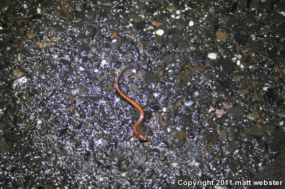 Eastern Red-backed Salamander (Plethodon cinereus)