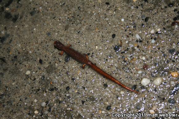 Four-toed Salamander (Hemidactylium scutatum)