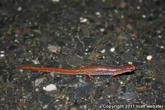 Four-toed Salamander (Hemidactylium scutatum)