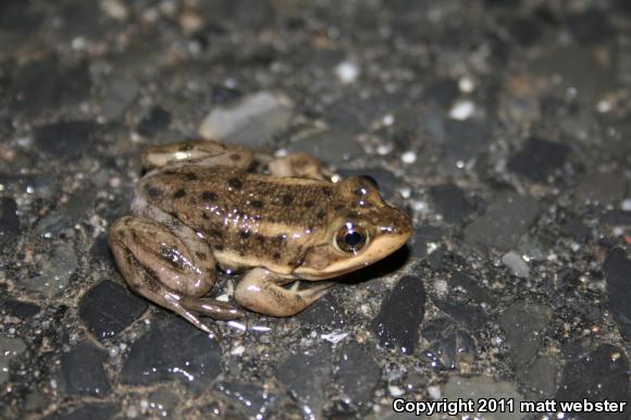 Carpenter Frog (Lithobates virgatipes)