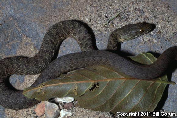 Narrow-headed Gartersnake (Thamnophis rufipunctatus)