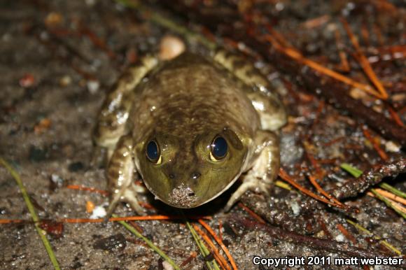 American Bullfrog (Lithobates catesbeianus)