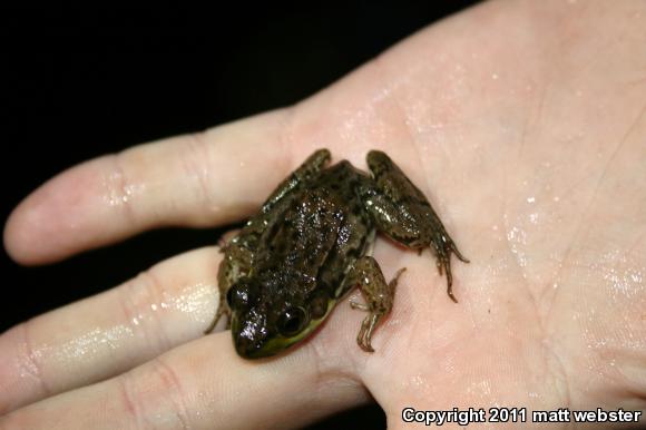 Northern Green Frog (Lithobates clamitans melanota)