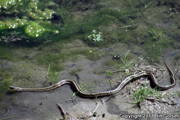 New Mexico Gartersnake (Thamnophis sirtalis dorsalis)