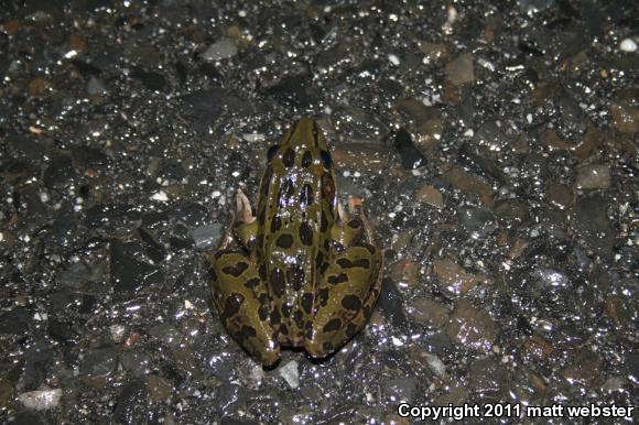 Southern Leopard Frog (Lithobates sphenocephalus)