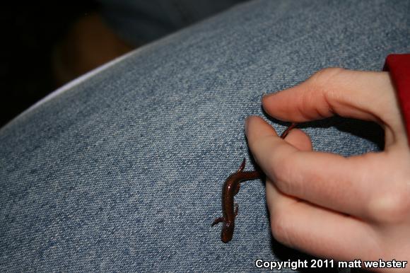 Four-toed Salamander (Hemidactylium scutatum)