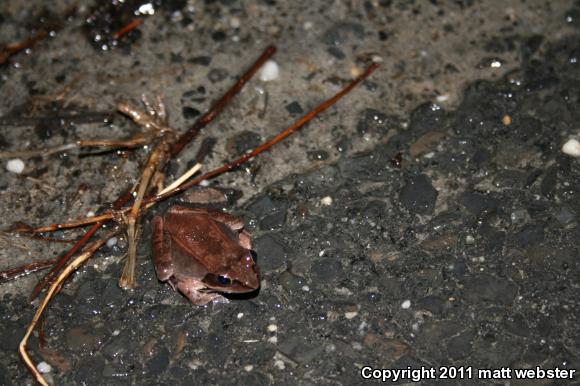 Wood Frog (Lithobates sylvaticus)