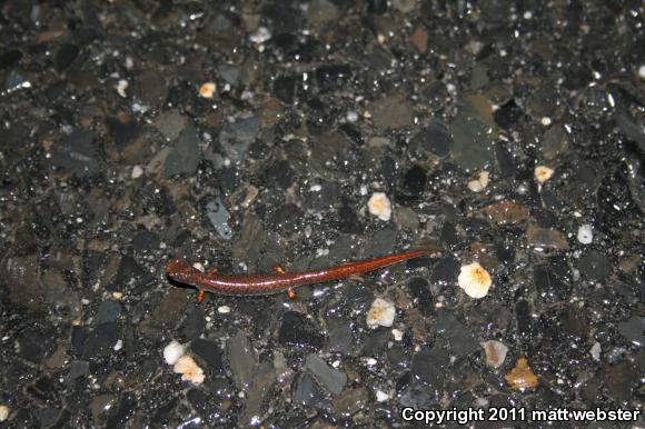 Four-toed Salamander (Hemidactylium scutatum)