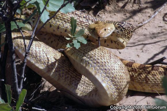 Bullsnake (Pituophis catenifer sayi)