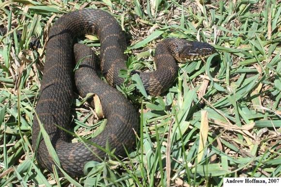 Northern Watersnake (Nerodia sipedon sipedon)