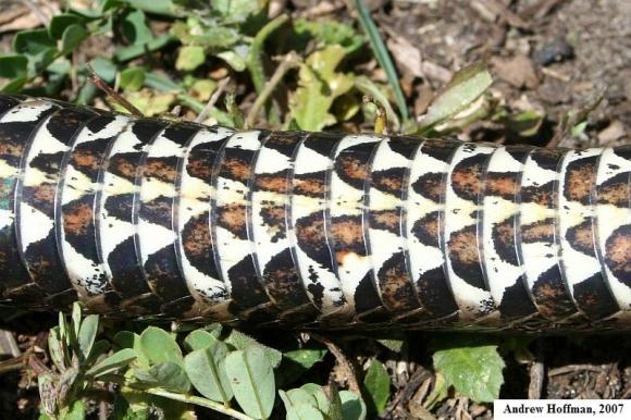 Northern Watersnake (Nerodia sipedon sipedon)