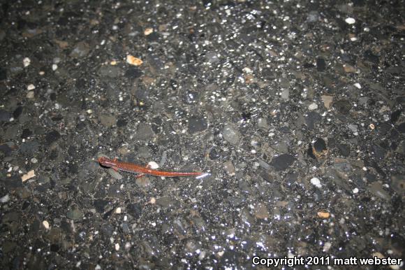 Four-toed Salamander (Hemidactylium scutatum)