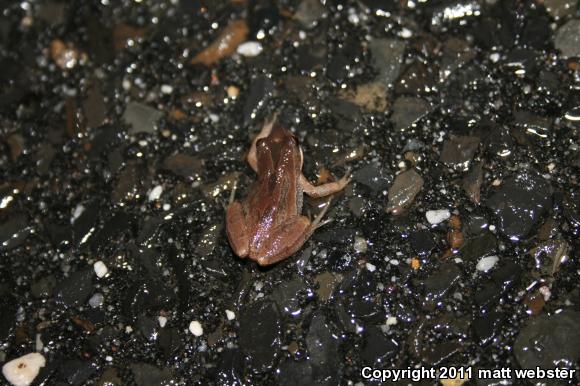 New Jersey Chorus Frog (Pseudacris kalmi)